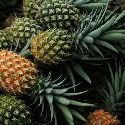 Rinnovabili • Organic farming: Italy’s cooperation project in Africa