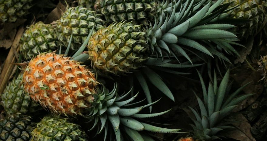 Rinnovabili • Organic farming: Italy’s cooperation project in Africa