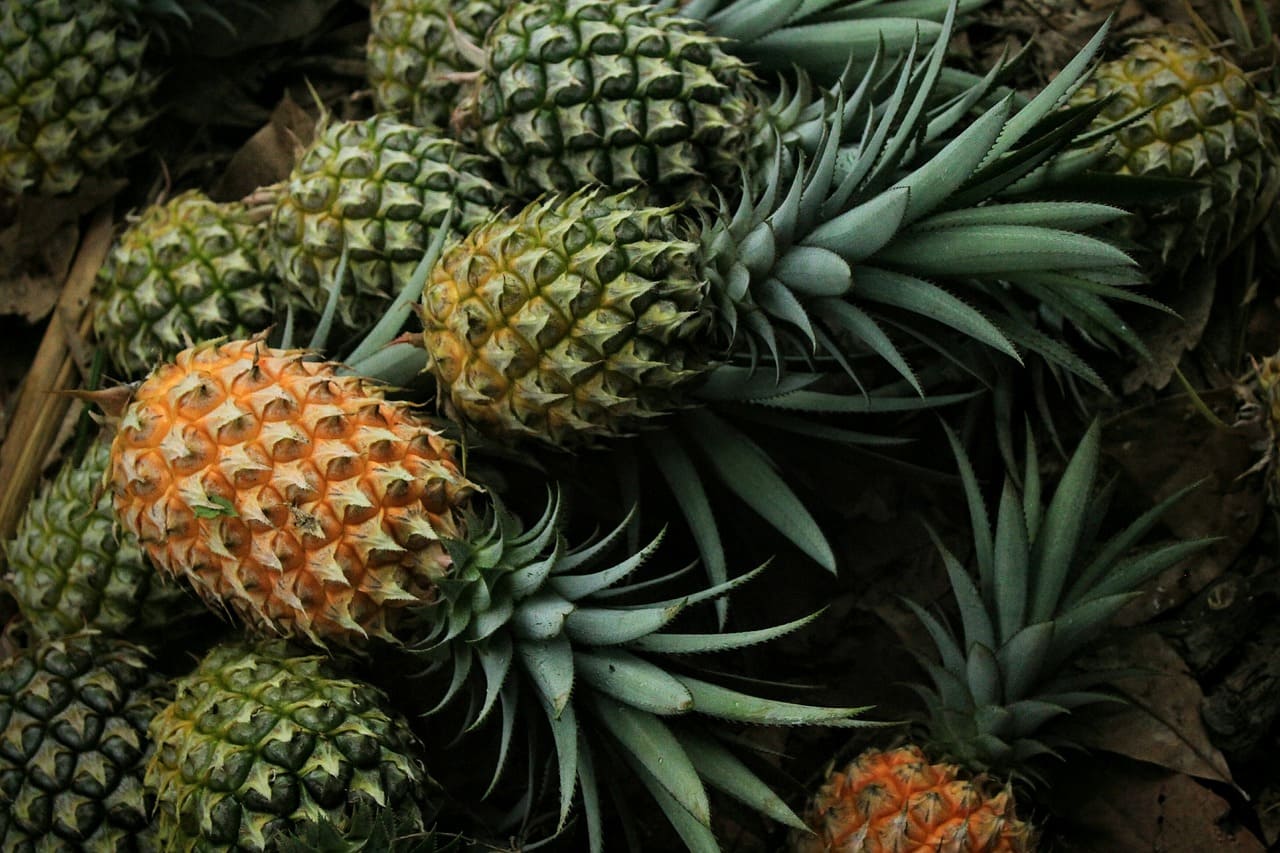 Organic farming: Italy’s cooperation project in Africa