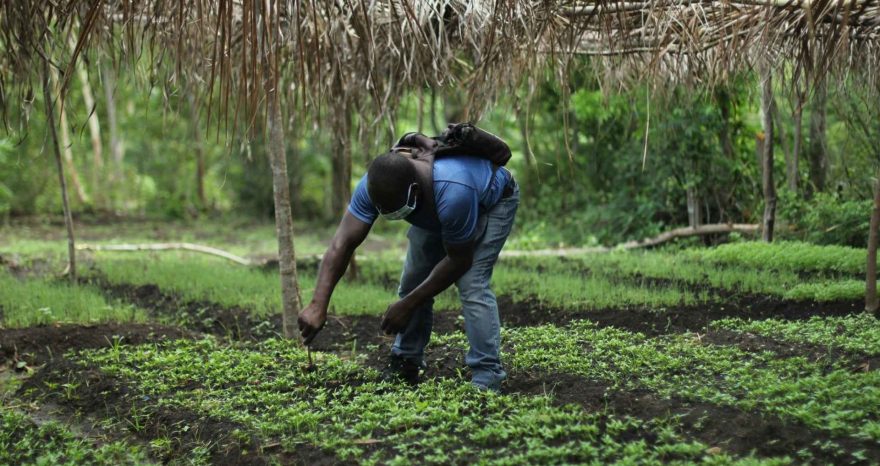 Rinnovabili • Agriculture in Africa: solar-powered irrigation for farmers