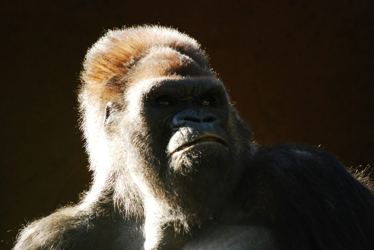 Rinnovabili • Critical minerals extraction threatens great apes in Africa