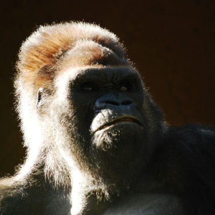 Rinnovabili • Critical minerals extraction threatens great apes in Africa