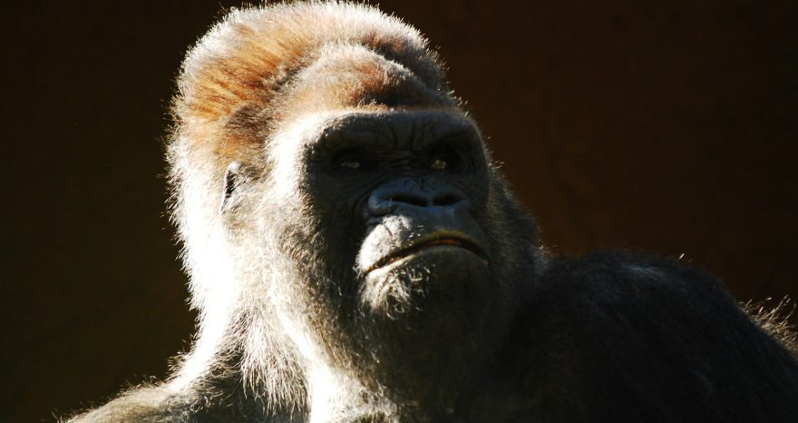 Rinnovabili • Critical minerals extraction threatens great apes in Africa