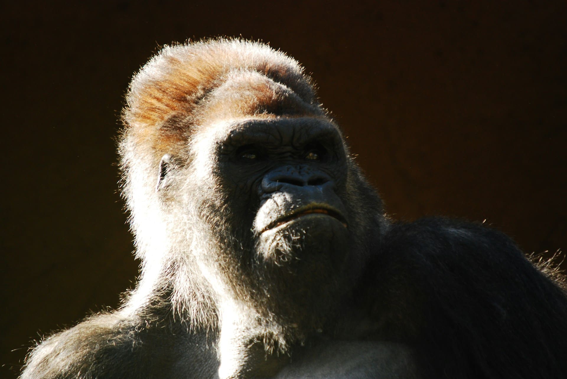 Rinnovabili • Critical minerals extraction threatens great apes in Africa