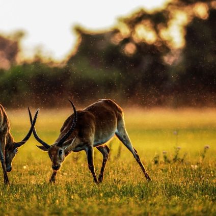 Rinnovabili • Weather and agriculture in Africa: why forecasts matter