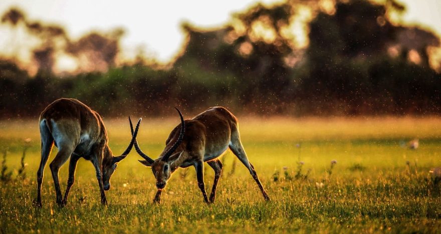 Rinnovabili • Weather and agriculture in Africa: why forecasts matter