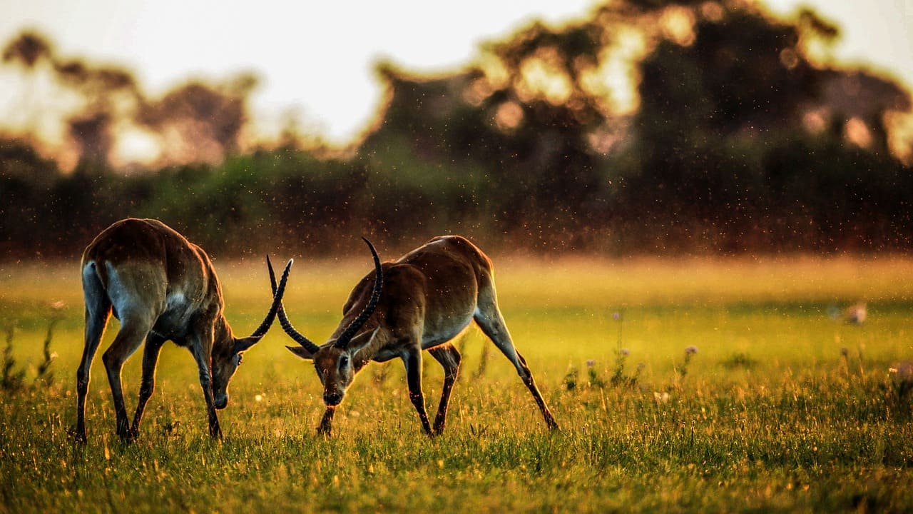 Weather and agriculture in Africa: why forecasts matter
