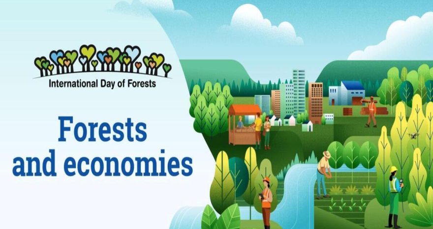 Rinnovabili • International Day of Forests 2026: Forests and economies